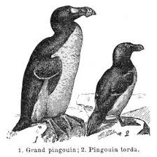 le grand pingouin