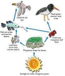 forest food chains
