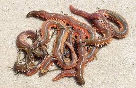 sandworms