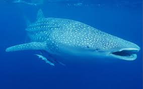 Whale Sharks in Belize