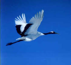 cranes flying