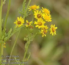senecio jacobaea