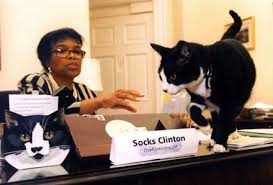 dear socks dear buddy
