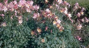 columbine plants