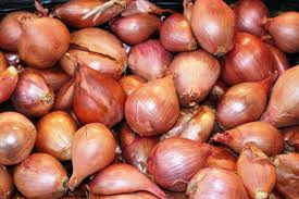 shallot seed