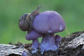 animal fungus