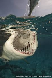 animated shark pictures