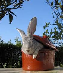 rabbit stew