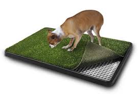 doggy toilet