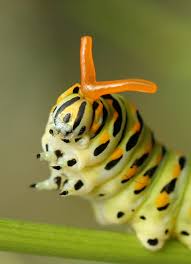 black swallowtail caterpillar
