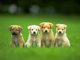 free cute wallpapers