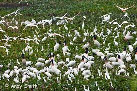 Pantanal: 2- Sea of grass