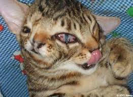 mog cat