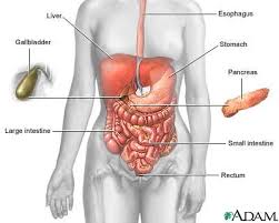 picture of the digestive system