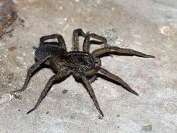 brown jumping spiders