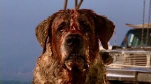 in Stephen Kings Cujo