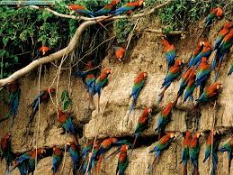 venta clandestina de animales