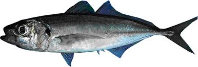 jack mackerel