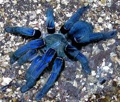 cobalt blue tarantula