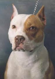 cani pitbull