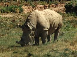 بحوث متنوعة 800px-Rhinoceros