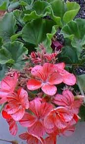 zonal geranium