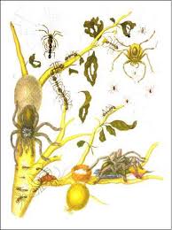 monkey spider