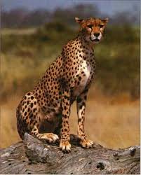 les animaux de l afrique