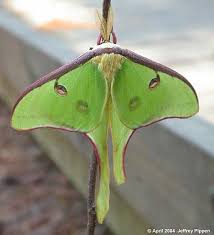 luna moth caterpillar picture