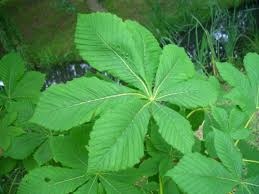 aesculus hippocastanum horse chestnut