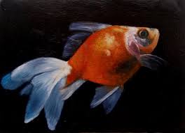 fantail goldfish pictures