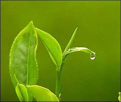 green tea leaves