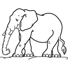 mammal coloring pictures