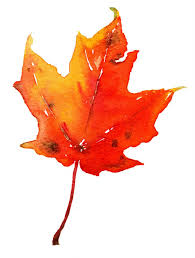 maple leaf