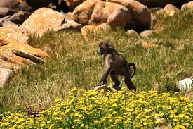 south africa animals