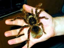 teraphosa blondi