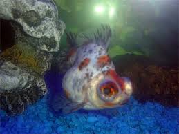 goldfish carassius auratus