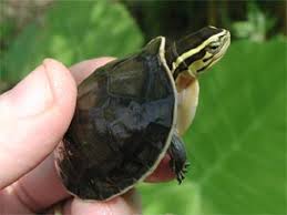 cuora amboinensis