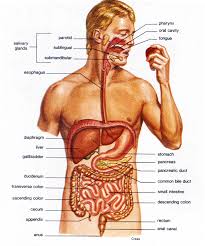 picture of the digestive system