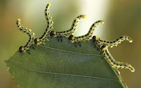 british caterpillars pictures