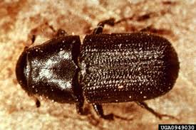 bark beetle
