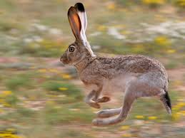 jack rabbit