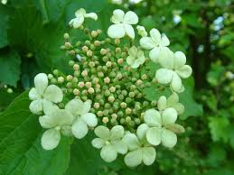 guelder