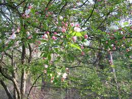 tree identifaction