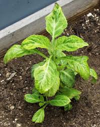 The Salvia Center strives to