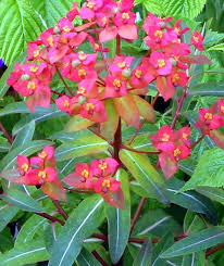 euphorbia
