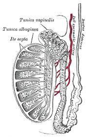 vas deferens