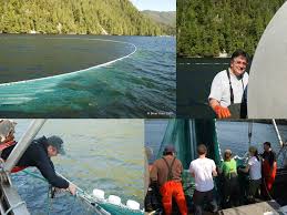 seine netting