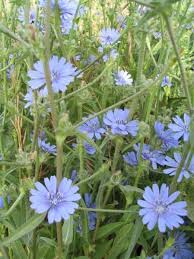 chicory plants