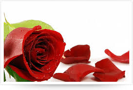 roses photos